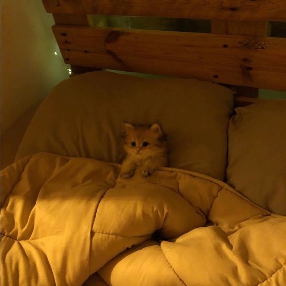 Meet your Posher, Annie - Picture 1 of 1